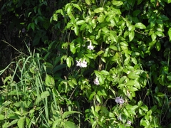 Podranea