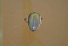 Dytiscus marginicollis