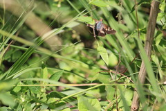 Niconiades incomptus