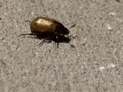 Callistethus marginatus