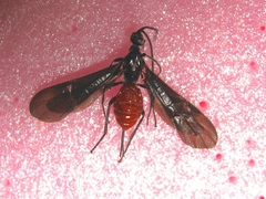 Braconinae