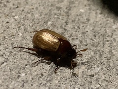 Callistethus marginatus