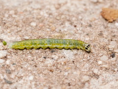 Cryptoptila immersana