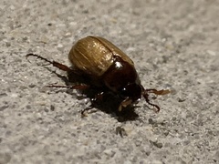 Callistethus marginatus