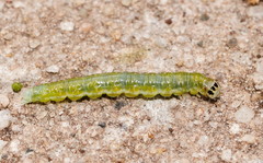 Cryptoptila immersana