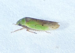 Ponana
