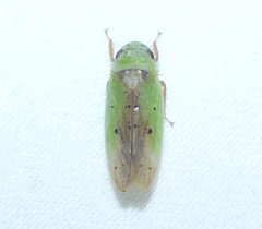 Ponana