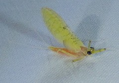 Stenacron interpunctatum interpunctatum