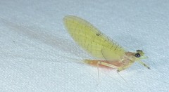 Stenacron interpunctatum interpunctatum