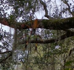 Trichonephila clavipes image