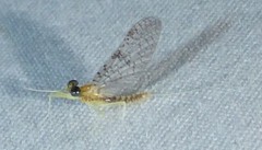 Leucrocuta umbratica