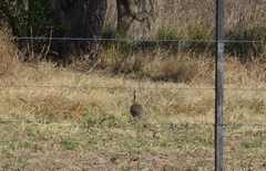 Rhynchotus rufescens