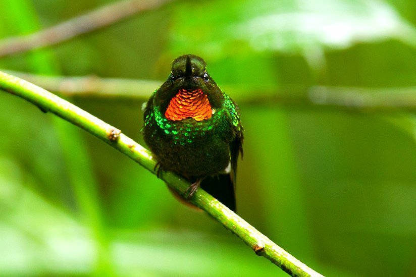 Flame-Throated Sunangel