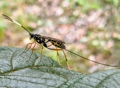 Stenarella insidiator