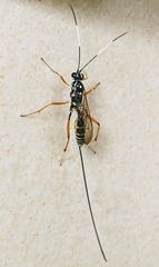 Stenarella insidiator