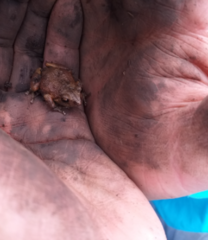 Pristimantis bogotensis