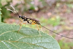 Stenarella insidiator