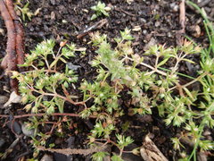 Crassula decumbens