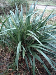 Dianella tasmanica