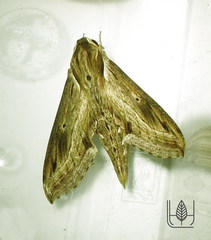 Hippotion velox