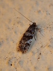 Tineidae clade b