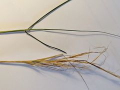 Austrostipa stuposa