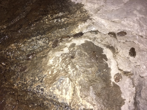 iNaturalist observation photo of Pacific chorus frog