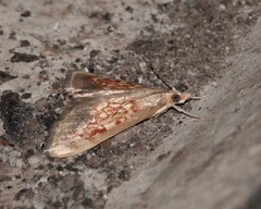 Pyrausta retidiscalis