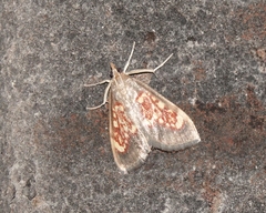 Pyrausta retidiscalis