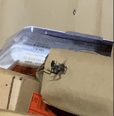 Araneus bicentenarius
