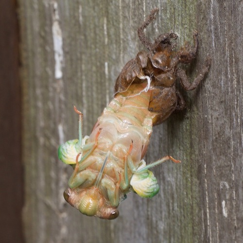 Northern Dog-day Cicada