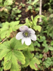 Eriocapitella rivularis