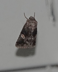 Copanarta aurea