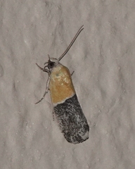 Ponometia clausula
