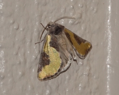 Chalcopasta fulgens