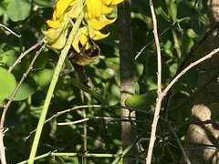 Bombus pensylvanicus image