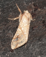 Lophocampa bicolor