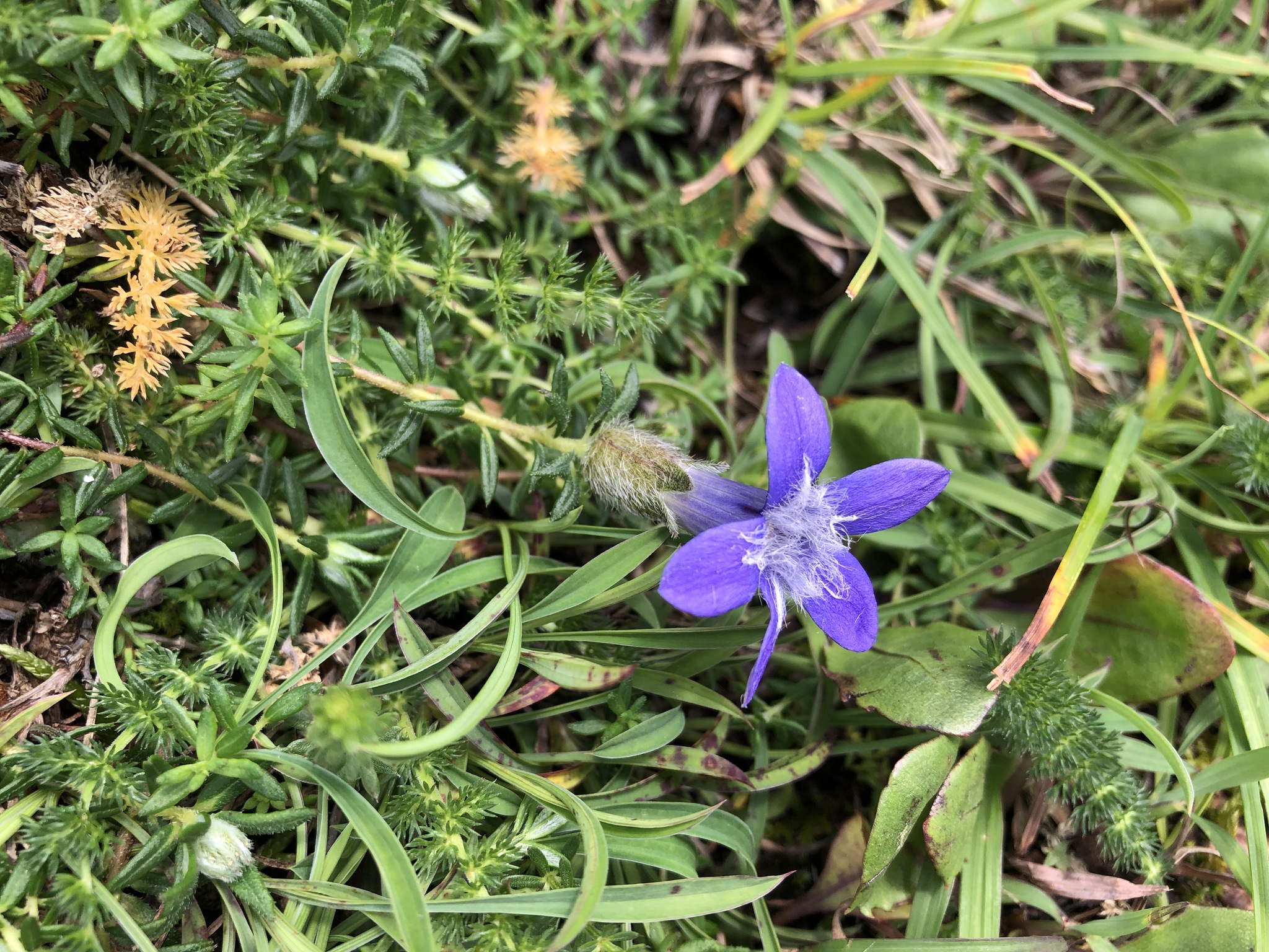 Cyananthus microphyllus