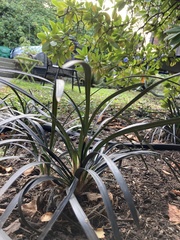 Ophiopogon planiscapus