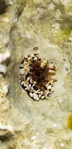 Anthopleura nigrescens observed 2020-09-30