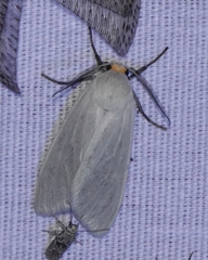 Pygarctia flavidorsalis