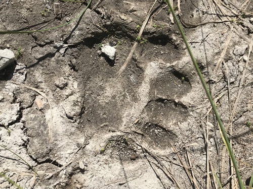 American Black Bear photographed in Montana