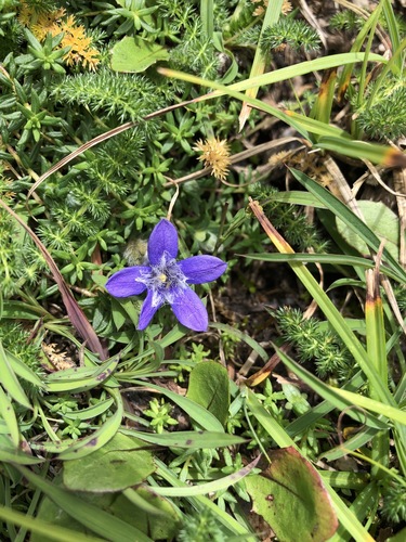 Cyananthus microphyllus, photograph 1