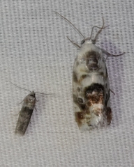 Acontia cretata