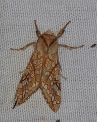 Lophocampa bicolor
