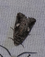 Copanarta aurea