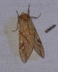 Lophocampa bicolor