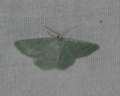 Xerochlora mesotheides