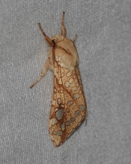 Lophocampa bicolor