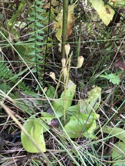 Liparis loeselii
